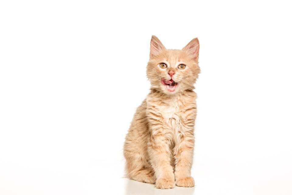Choosing The Perfect Cat Breed For Your Lifestyle