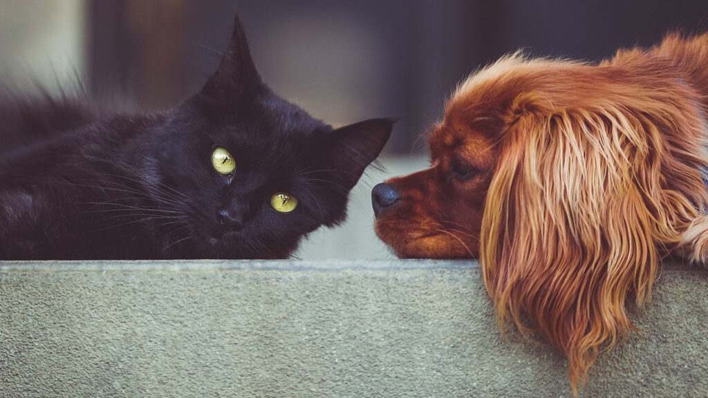 Why Cats Are Better Than Dogs